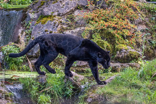 Black Jaguar on stepping stones