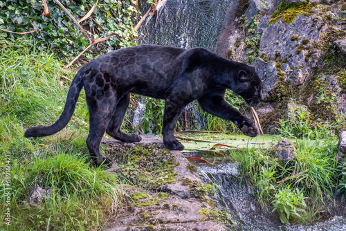 Black Jaguar walking over rocks