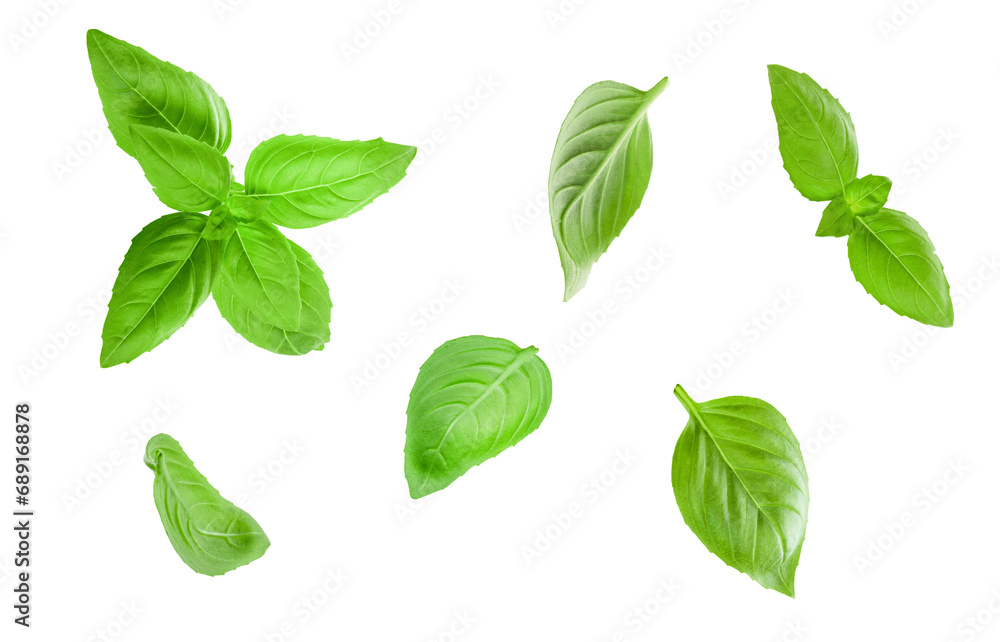 Basil leaves isolated in white. Set of flying basil leaves. Ingredient, spice for cooking. Food levitation concept. Green basil leaves collection top view. Basil leaves isolated in white. Set of flying basil leaves. Ingredient, spice for cooking. Food levitation concept. Green basil leaves collection top view.