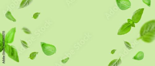 Basil leaves isolated in green background. Banner with flying basil leaves. Ingredient, spice for cooking Food levitation concept. Green basil leaves collection top view space for advertising and text