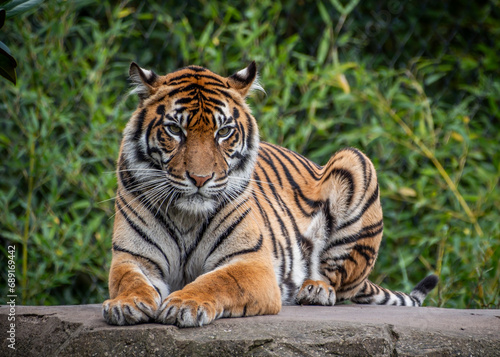 Sumatran Tiger on rock