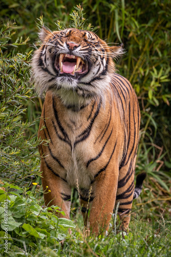 Growling Sumatran Tiger standing 