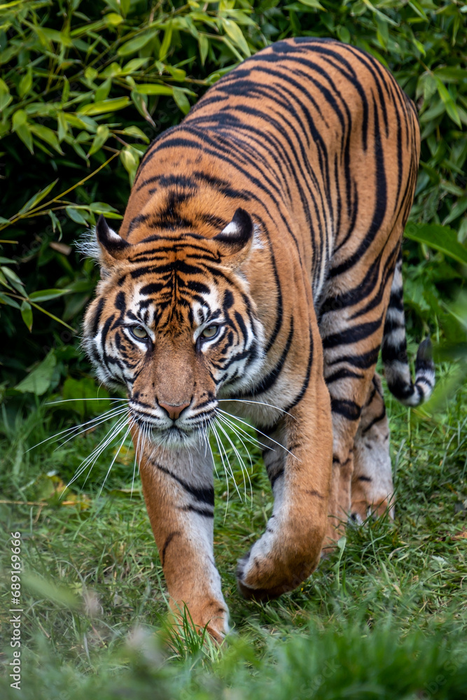 Obraz premium Sumatran tiger prowling towards viewer
