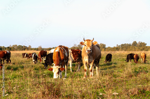 Cows graze in a green meadow