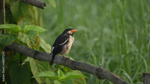 In a mist-kissed winter morning an Indian Pied Myna sits perched amidst the verdant greenery of a tranquil paddy field, their melodic chirping painting a serene portrait of nature's charming