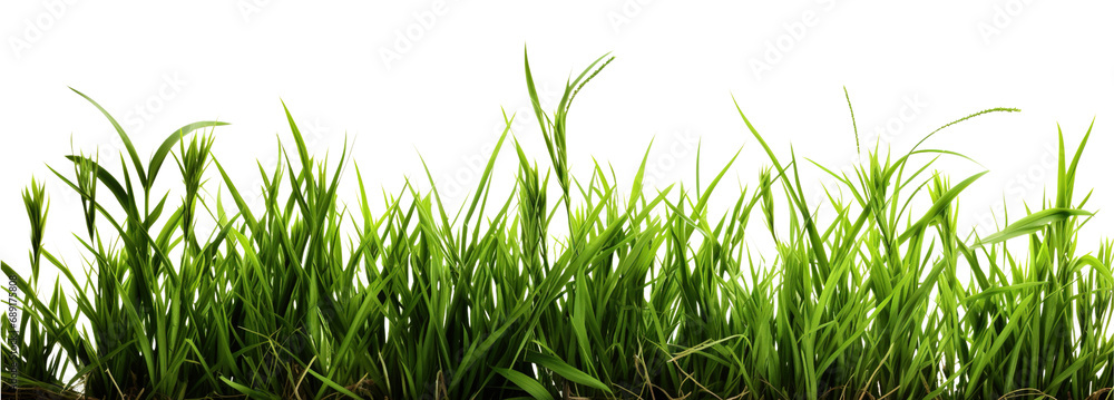 Fresh long green grass isolated against a flat background Fresh long green grass isolated against a flat background