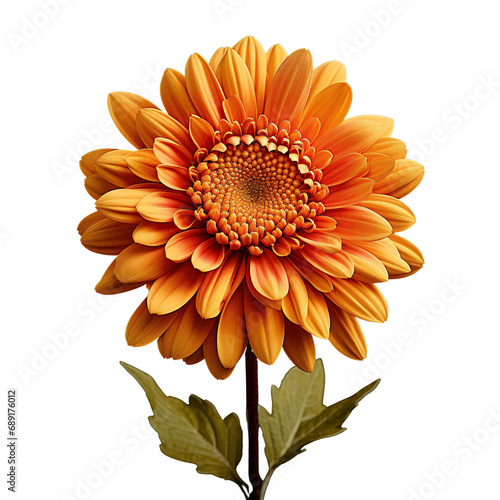Yellow and orange daisy flower head isolated against a white background