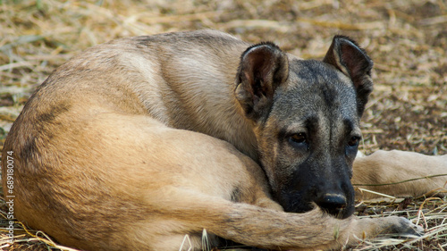 A worried Dog lying on the ground