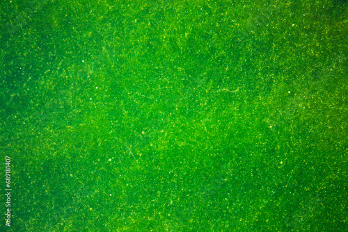 Surface of green swampy water. photo