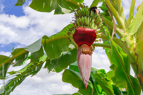 Namwa bananas and Namwa banana blossoms are useful fruits. Can be used to cook both raw and ripe bananas.