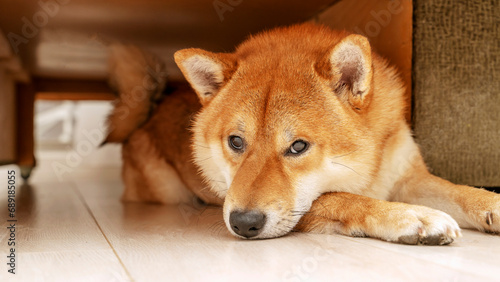 Foto The dog is gnawing on the furniture in the apartment