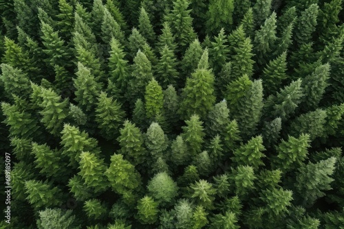 Set Of Fresh Green Spruces, Viewed From A Top Plan