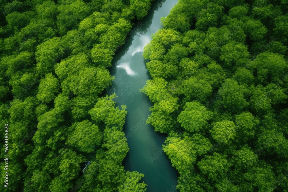 Top View Of Mangrove Forest Capturing Co For Carbon Neutrality Top View Of Mangrove Forest Capturing Co For Carbon Neutrality