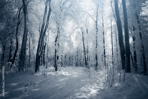 frozen trees in white forest, fantasy winter landscape