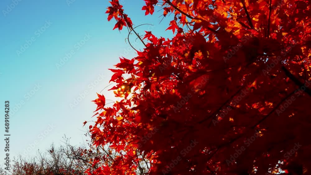 Falling autumn maple leaves against clear blue sky with sunrise flare. fall color in forest in Japan Falling autumn maple leaves against clear blue sky with sunrise flare. fall color in forest in Japan