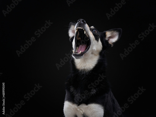 vocal dog projects a powerful howl, captured in profile against a stark black studio background © annaav