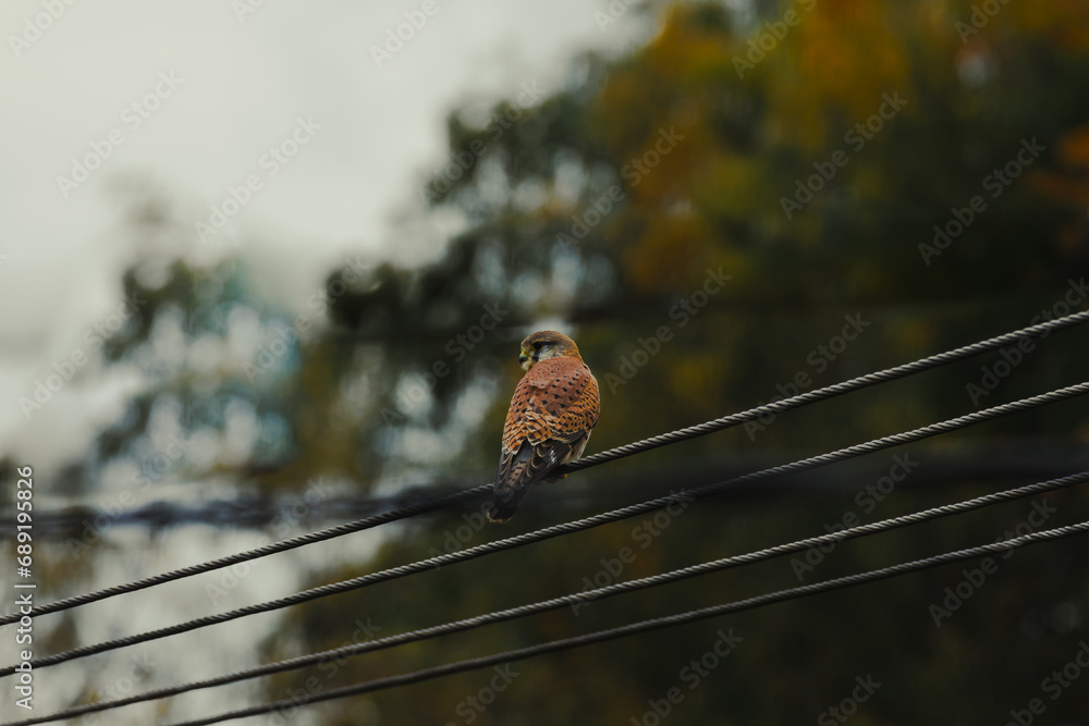 Obraz premium sparrow on a wire
