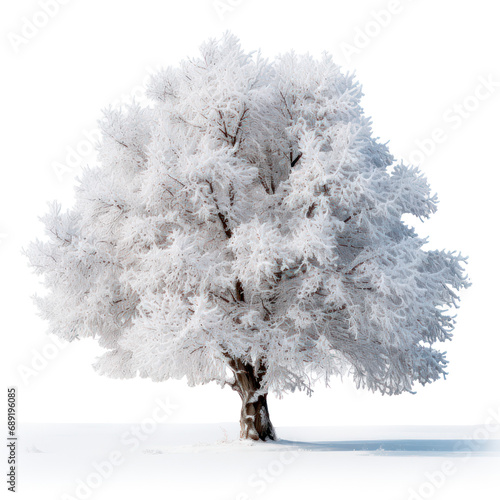 Beautiful winter snowy tree on transparent background, png file