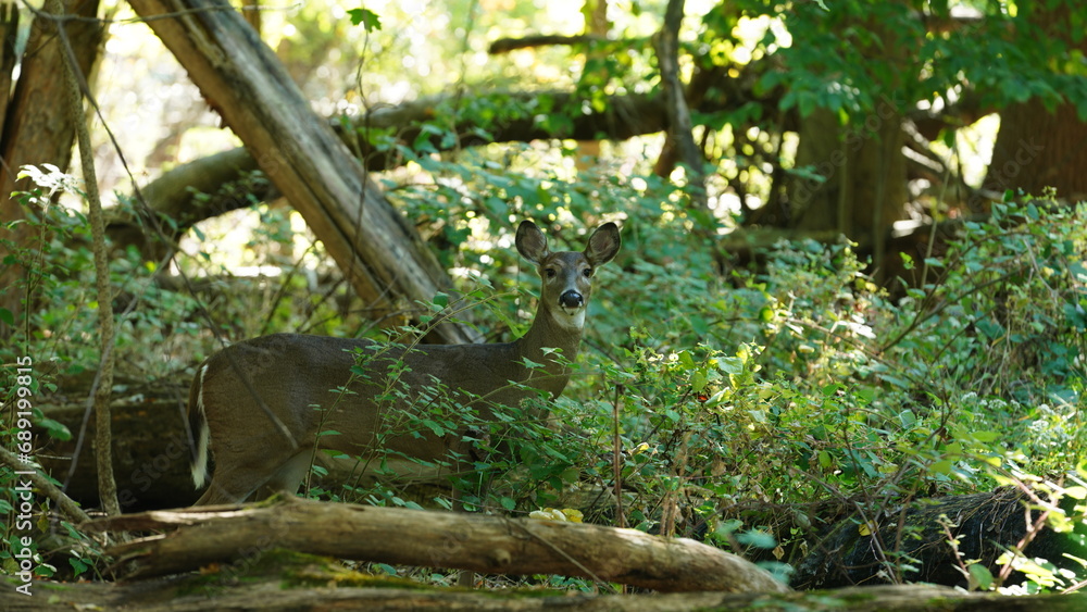 One alert deer watching at me in the forest