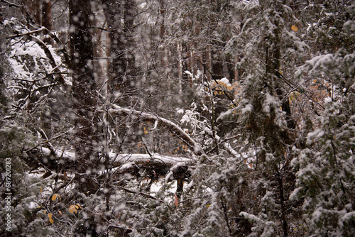 Fototapeta Naklejka Na Ścianę i Meble -  Las