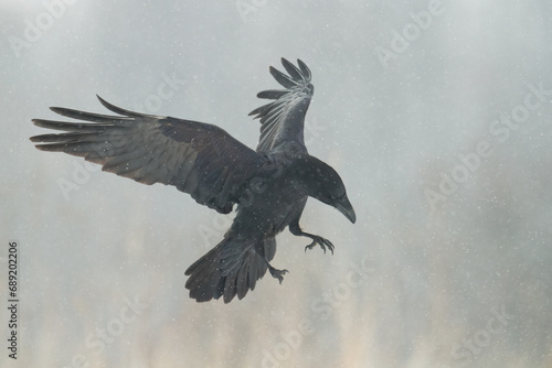 Bird beautiful raven Corvus corax North Poland Europe