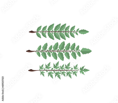 Hand-drawn laurel branch. Leaves victory line. Champion winner branch logo.