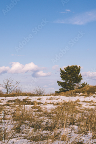 Wallpaper Mural trees in the snow Torontodigital.ca