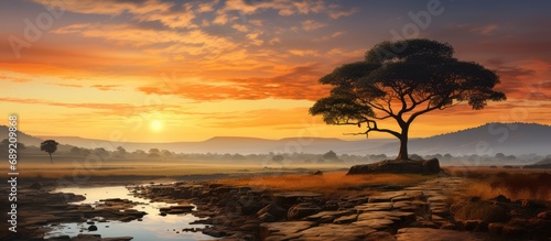 Fotografie Sunrise in the savanna against the background of a large tree with dewy grass