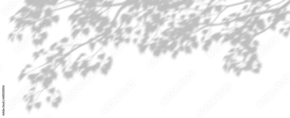 Sun shade tree branches on transparent backgrounds 3d rendering png