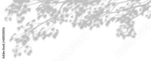 Sun shade tree branches on transparent backgrounds 3d rendering png