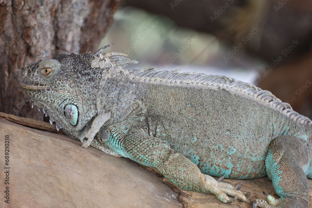 Fototapeta premium close up Iguana on dry wood