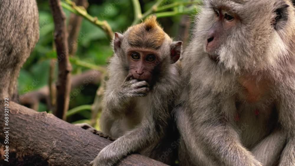 A wild macaque monkey in north of Bali, Indonesia. A wild macaque monkey in north of Bali, Indonesia.