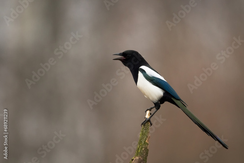 The Eurasian Magpie or Common Magpie or Pica pica on the branch with colorful background