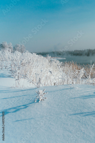 snow covered trees