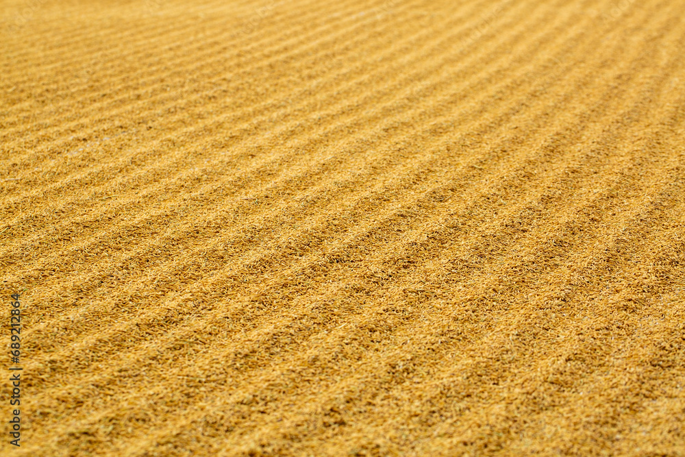 paddy background,Rice paddy (unmilled rice) texture pattern background. paddy background,Rice paddy (unmilled rice) texture pattern background.