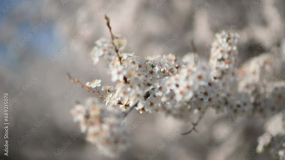Blooming cherry. Flowers. Branches of flowering cherry blossoms. Nature blooming flowers. Blooming cherry. Flowers. Branches of flowering cherry blossoms. Nature blooming flowers.