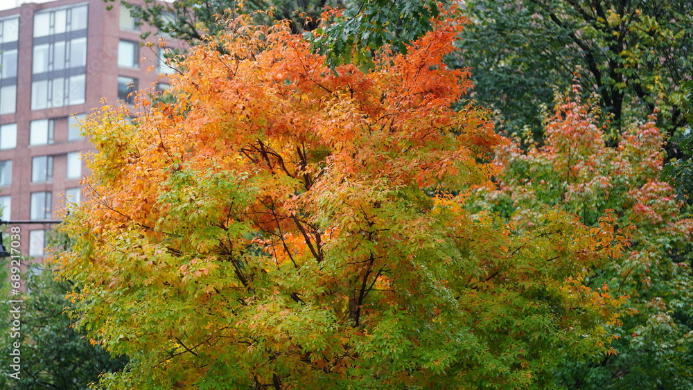 The beautiful campus autumn view with the colorful trees and leaves in the rainy day The beautiful campus autumn view with the colorful trees and leaves in the rainy day