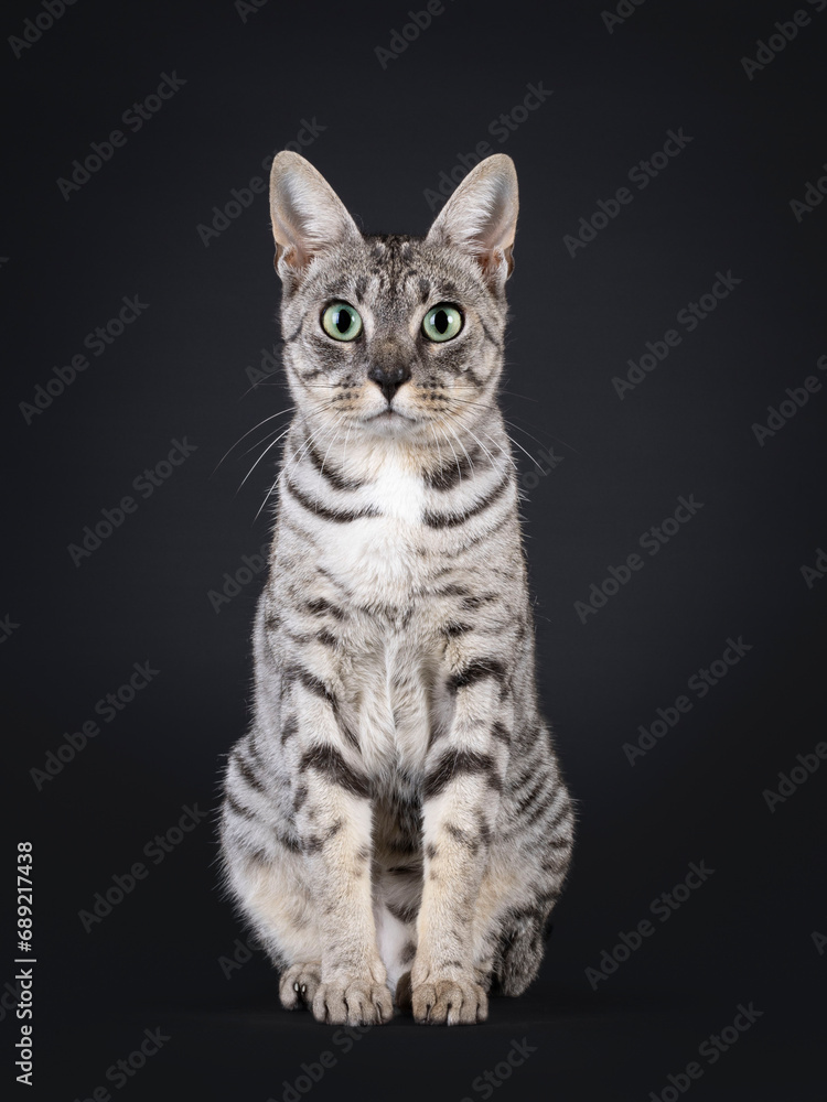 Adult F7 Savannah cat, sitting up straight. Looking straight to camera with light green eyes. Isolated on a black background.