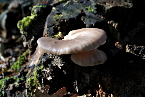 Oyster mushroom, pearl oyster mushroom or hiratake (lat. Pleurotus ostreatus), edible wild mushrooms in a forest, fungus of the genus Pleurotus, mycology
