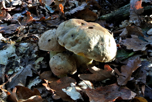 Butter bolete (lat. Butyriboletus appendiculatus), edible wild mushroom in a forest, fungus of the genus Butyriboletus, mycology
