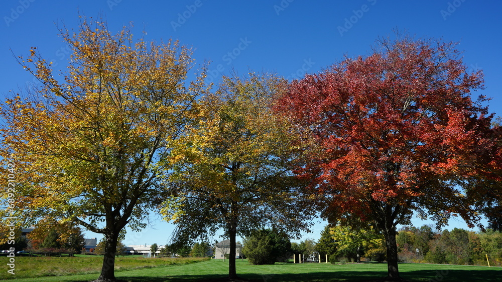 The beautiful autumn view with the colorful trees and leaves in the park