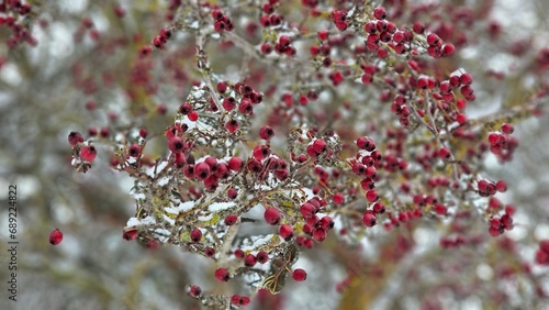 Red hawthorn berries close-up in winter garden, twigs covered with snow, winter natural background