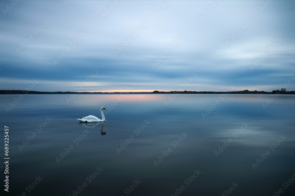 Schwan auf See in Brandenburg