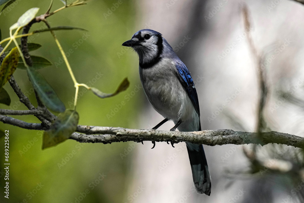 Obraz premium Blue Jay - Colorado