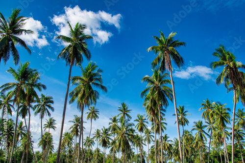 Coconut palm trees on beach and blue sky with cloud background.