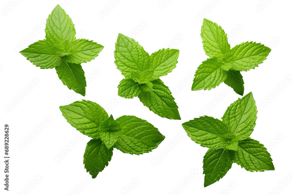 Fresh mint leafs isolated on transparent or white background PNG Fresh mint leafs isolated on transparent or white background PNG