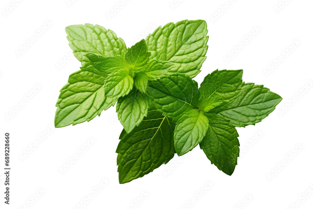 Fresh mint leafs isolated on transparent or white background PNG Fresh mint leafs isolated on transparent or white background PNG
