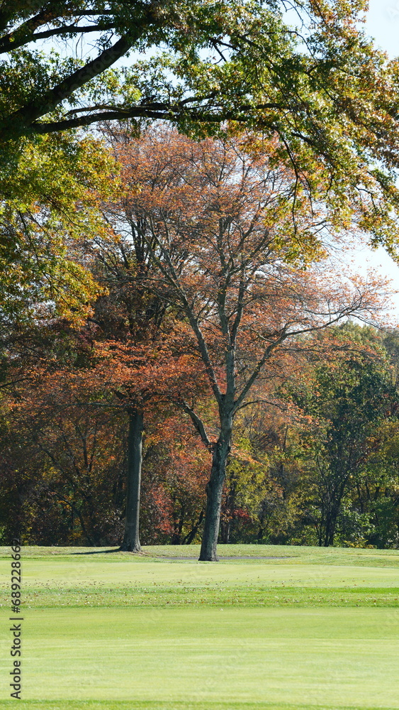 The beautiful autumn view with the colorful trees and leaves in the park