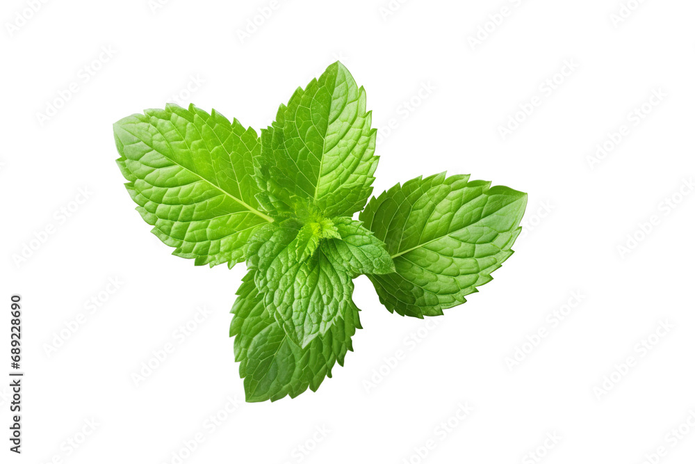 Fresh mint leafs isolated on transparent or white background PNG Fresh mint leafs isolated on transparent or white background PNG