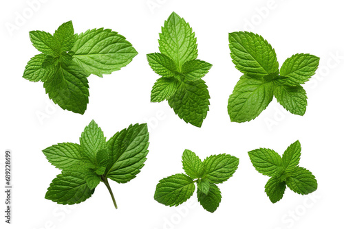 Fresh mint leafs isolated on transparent or white background PNG